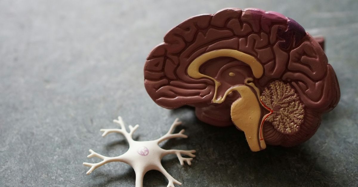 Dopamina e serotonina a che cosa servono