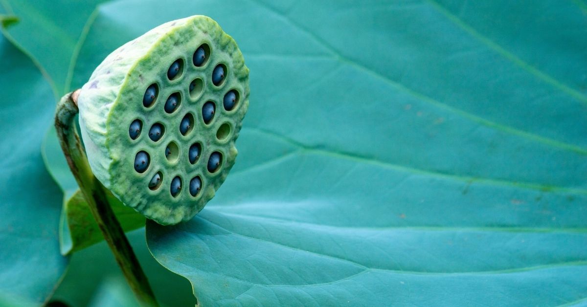 Tripofobia fiore di loto