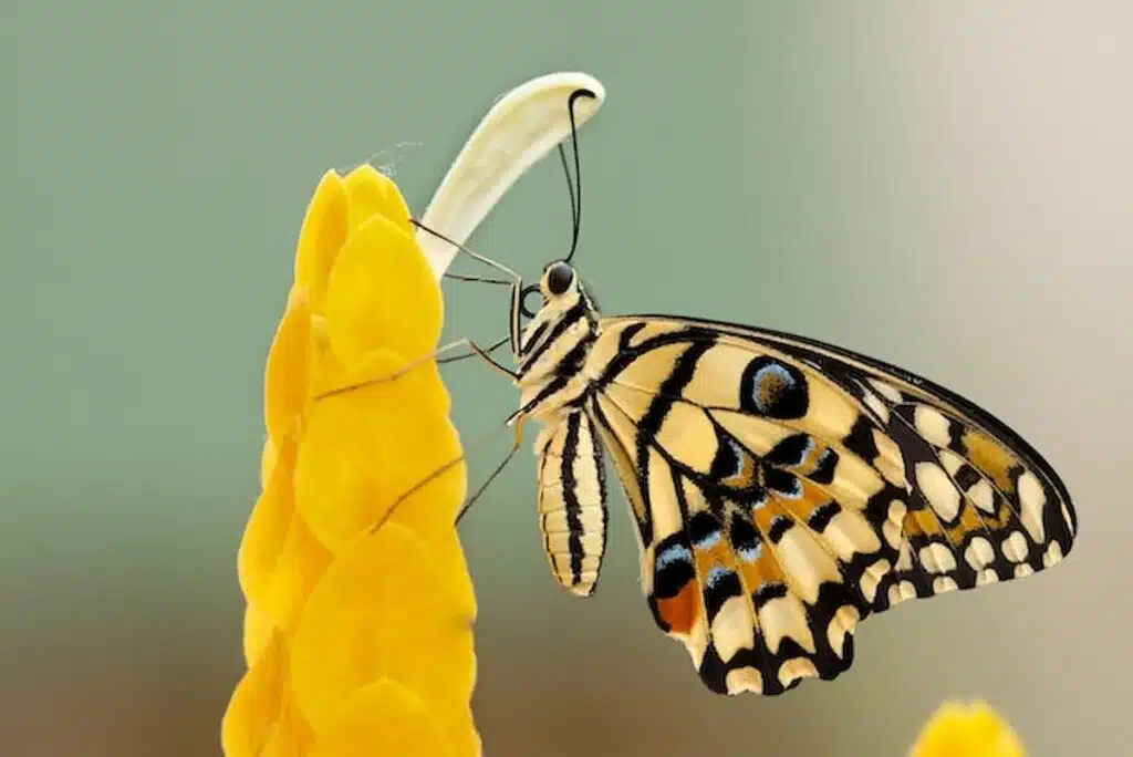 Significato di entomofobia: che cos’è la paura degli insetti