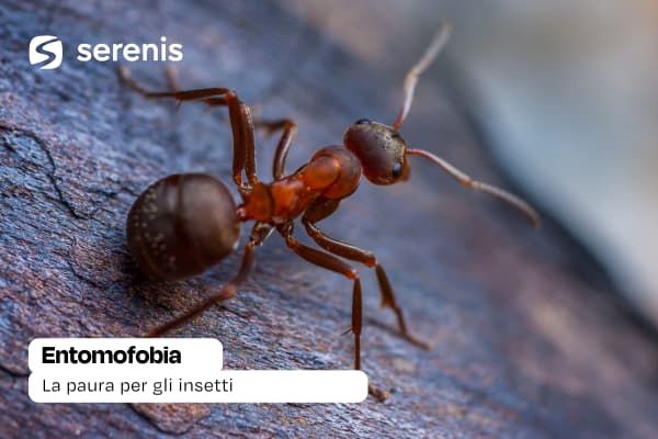 cos'è l'entomofobia