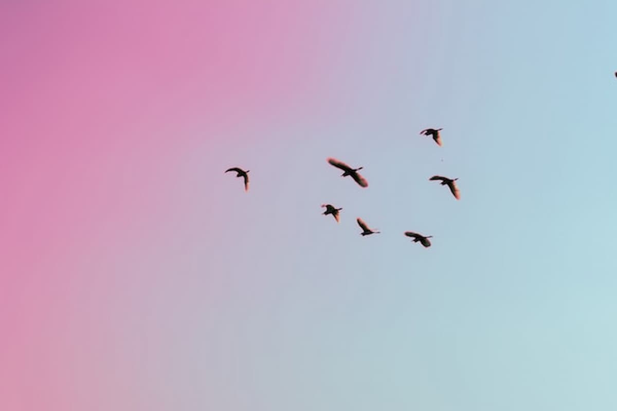Paura degli uccelli