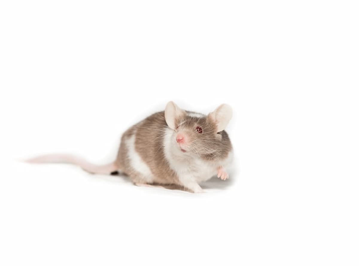 paura degli animali
