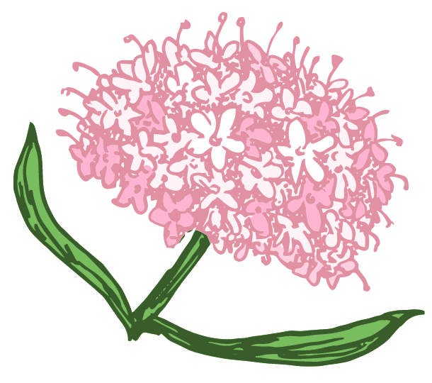 valeriana e proprietà