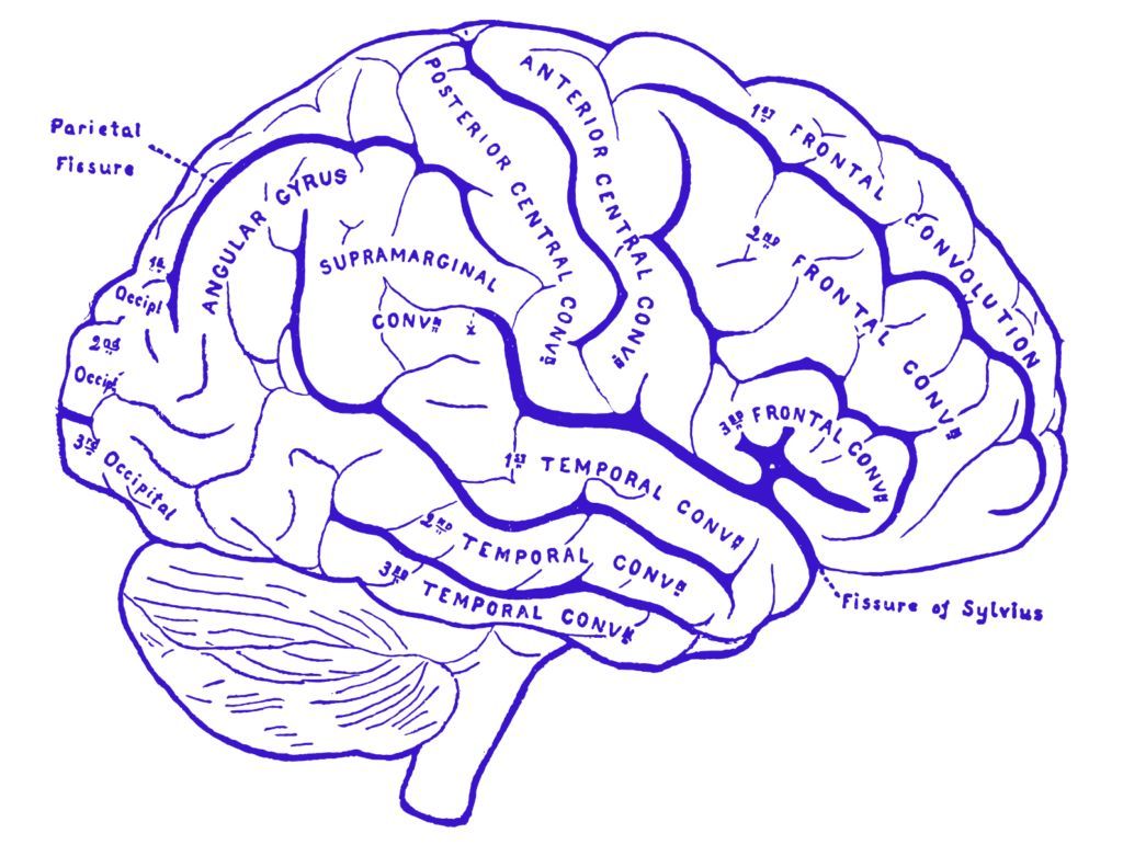 Zone neurali nella regressione
