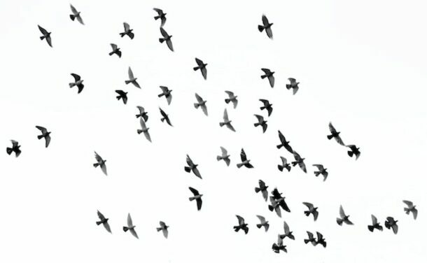 Ornitofobia: la paura degli uccelli
