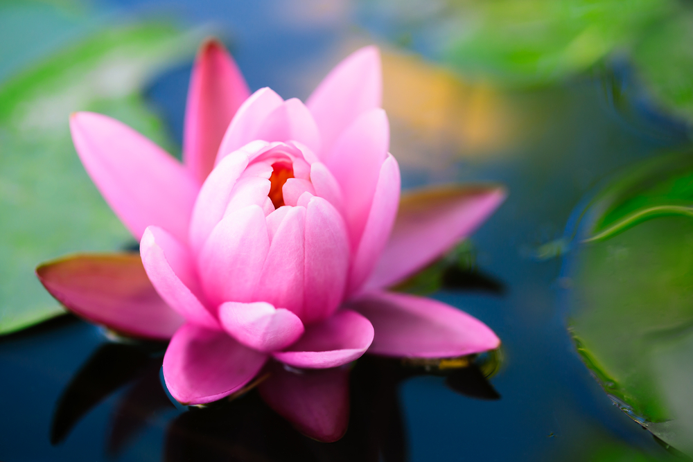 Resilienza: significato psicologico del fiore di loto