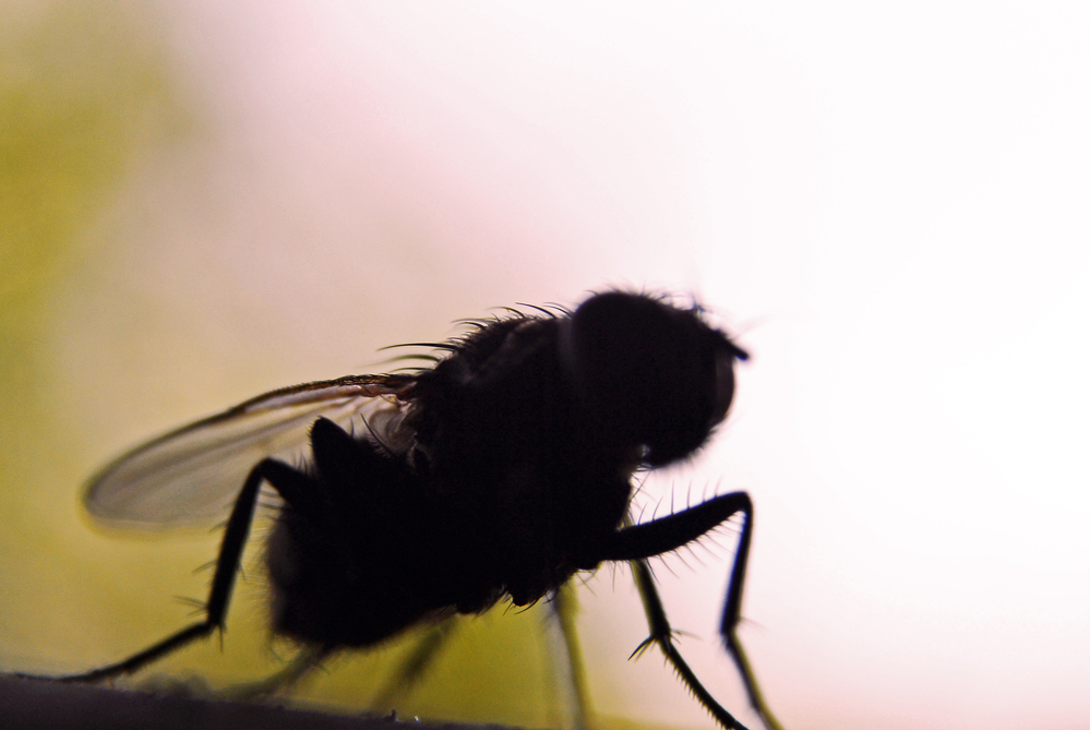 Entomofobia: la guida completa sulla paura di cimici, farfalle e scarafaggi