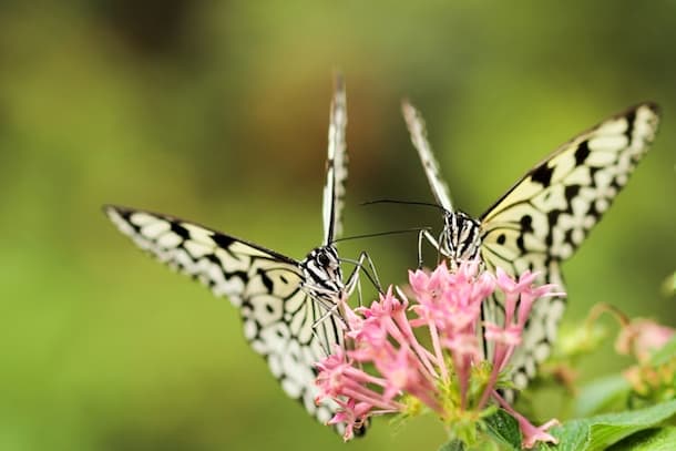 Farfalle nello stomaco: uno sguardo scientifico a questo fenomeno
