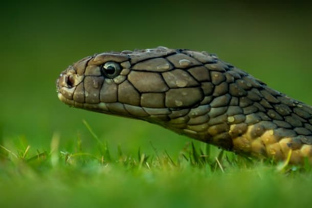 Ofidiofobia, la paura dei serpenti: cos’è e come si cura