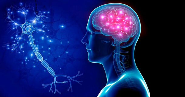 Teoria polivagale: il ruolo del sistema nervoso autonomo