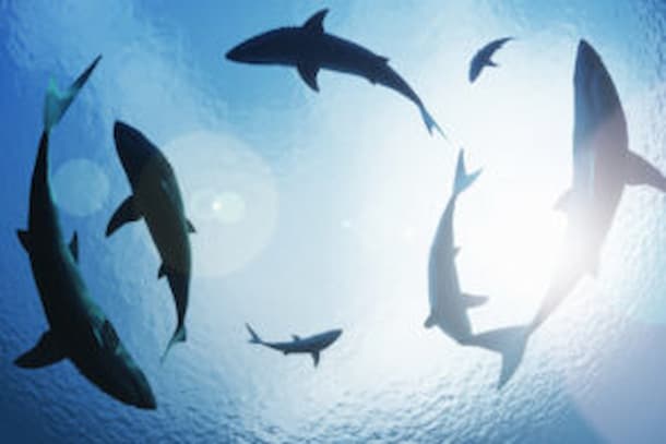 Selacofobia o paura degli squali: che cos’è e come si cura