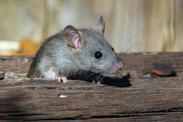 Musofobia: la paura dei topi