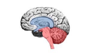 Il cervello rettiliano nella teoria del cervello tripartito: ruolo e funzioni