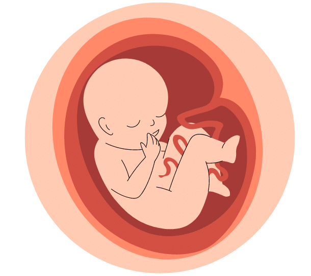 ansia in gravidanza e sviluppo fetale