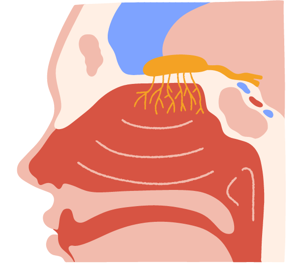 infezioni del tratto nasale e stress